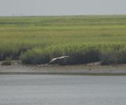 sapelo island