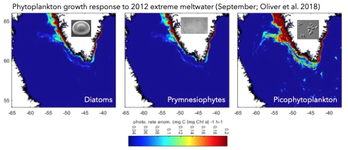 Phytoplankton Growth Response