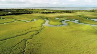 hydrobiology of sapelo