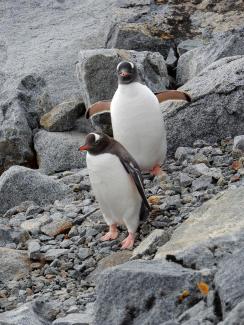 penguins