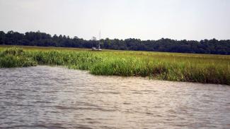 flux tower on sapelo island