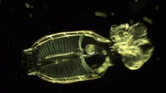 A microscopic view of a doliolid. 