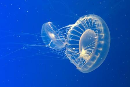 Moon Jelly fish