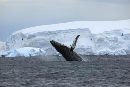 Humpback whale in Antarctica