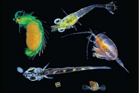 ocean microbes